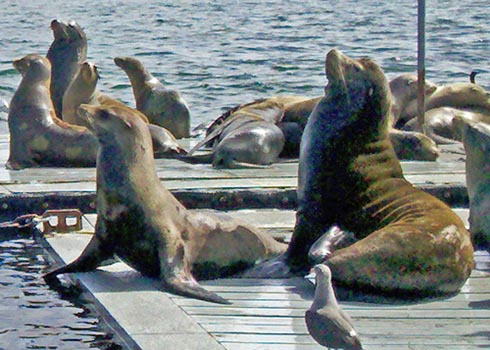 Sealions_Up_Close